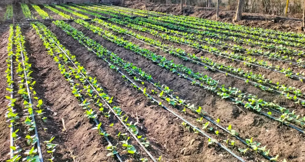 1/4 Acre Complete Drip Irrigation Kit for FD Fittings — irrigation supply Kenya