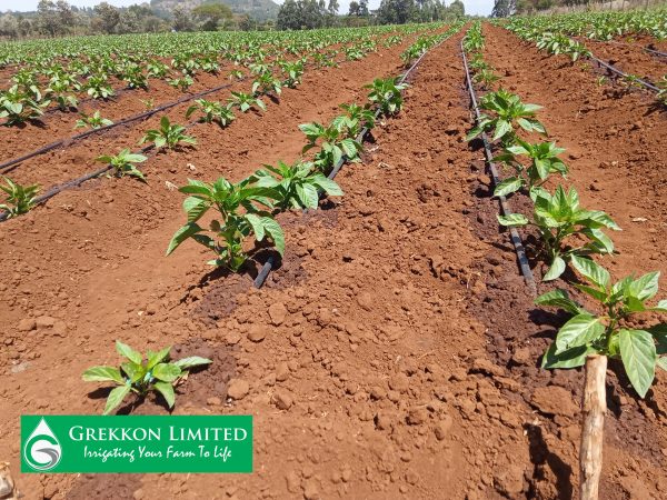 1/4 Acre Drip Irrigation System Kit