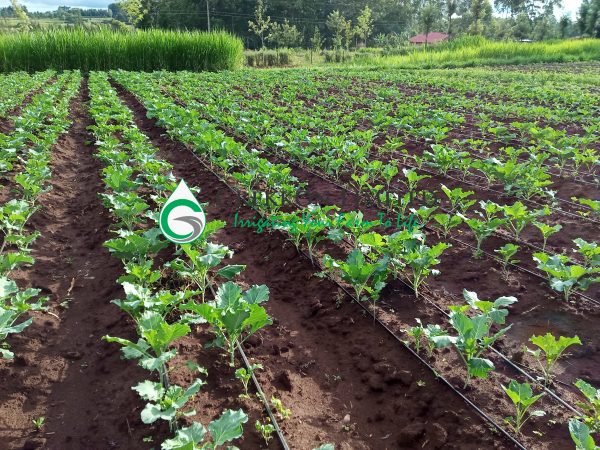1/8 Acre Drip Irrigation System Kit for FD Fittings — irrigation supply Kenya