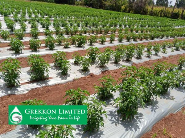 Agricultural Plastic Mulching Film for FD Fittings — irrigation supply Kenya