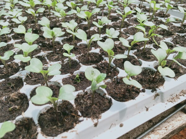 Agricultural Seedling Propagation Tray