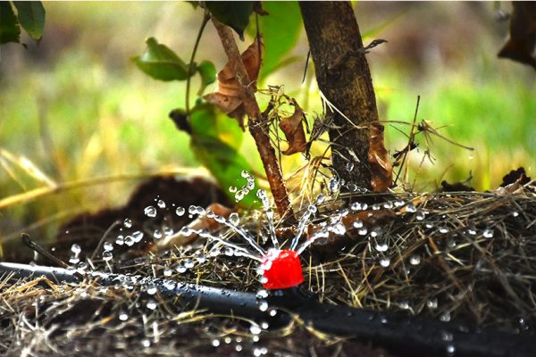 Drip Irrigation Kit (2 Driplines Per Bed) for FD Fittings — irrigation supply Kenya