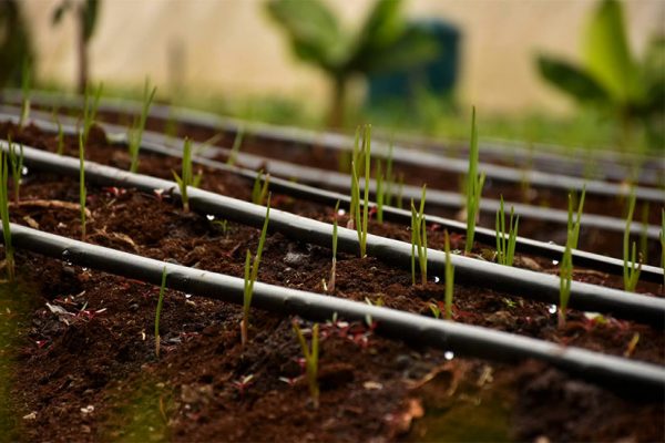 Drip Irrigation Kit (3 Driplines Per Bed) for FD Fittings — irrigation supply Kenya