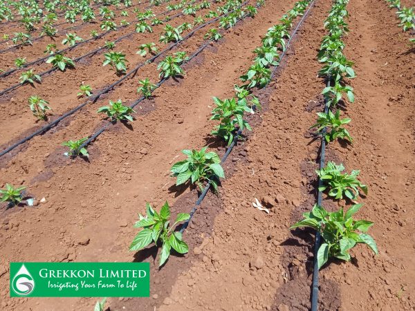 Kitchen Garden Drip Irrigation Kit